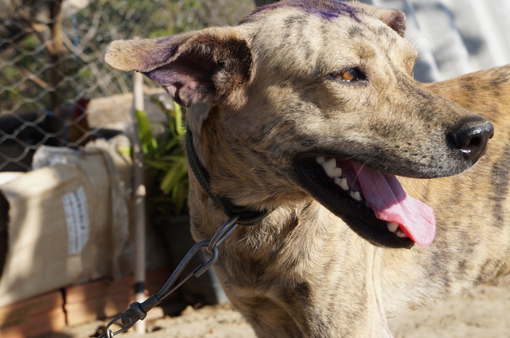 a brown dog with a purple collar and leash