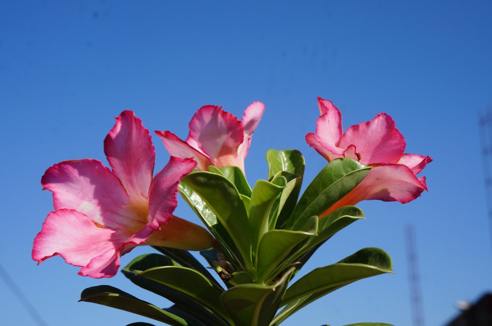 a pink flower with green leaves in front of a blue sky