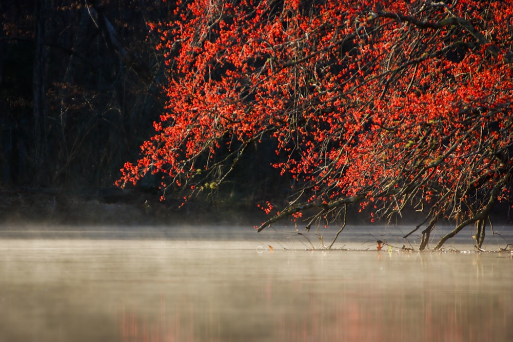 a tree with red leaves is in the water