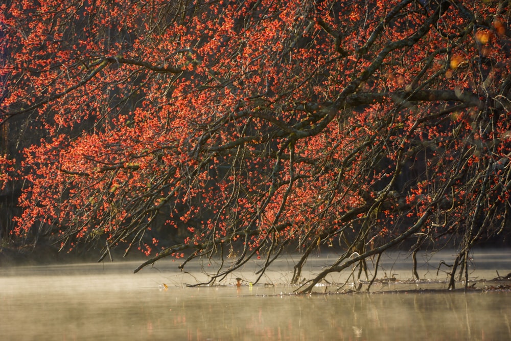 a tree with red leaves in the fog