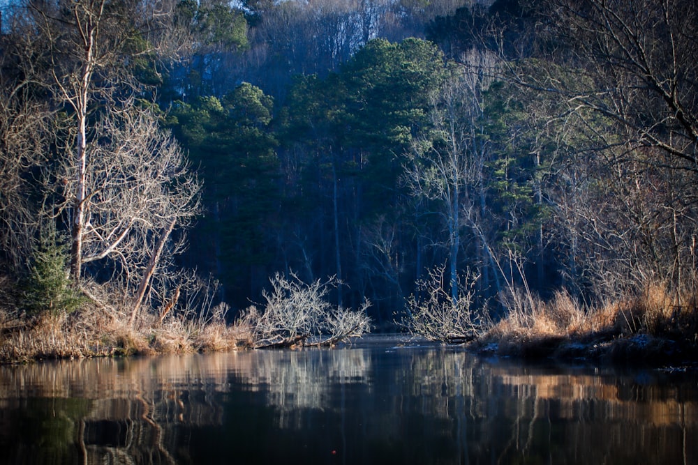 a body of water surrounded by trees and bushes