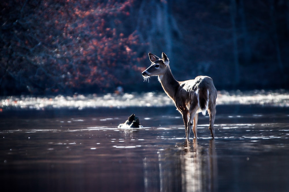 a deer is standing in the middle of a body of water
