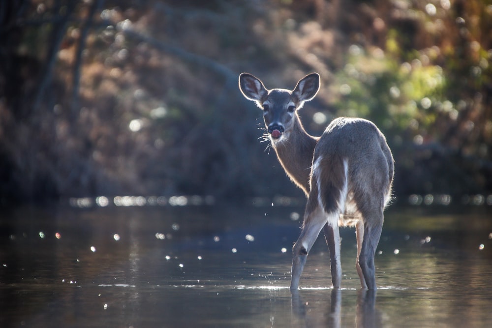 a deer is standing in a body of water