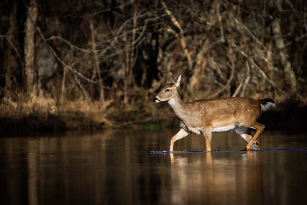a deer walking across a body of water