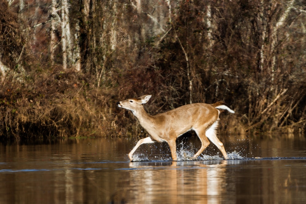 a deer walking across a body of water