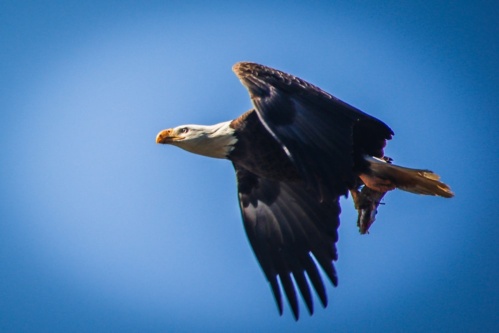 a bald eagle soaring through a blue sky