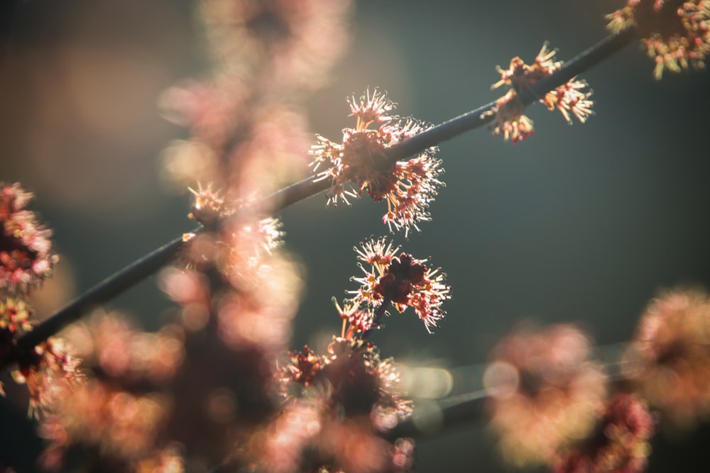 a close up of a tree branch with small flowers