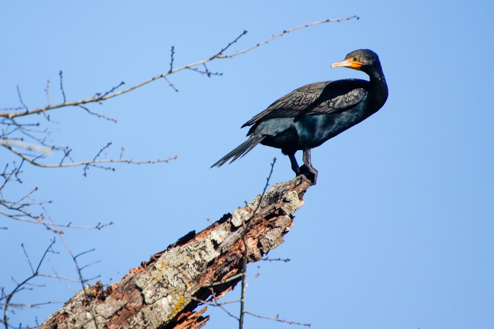 a bird sitting on top of a tree branch