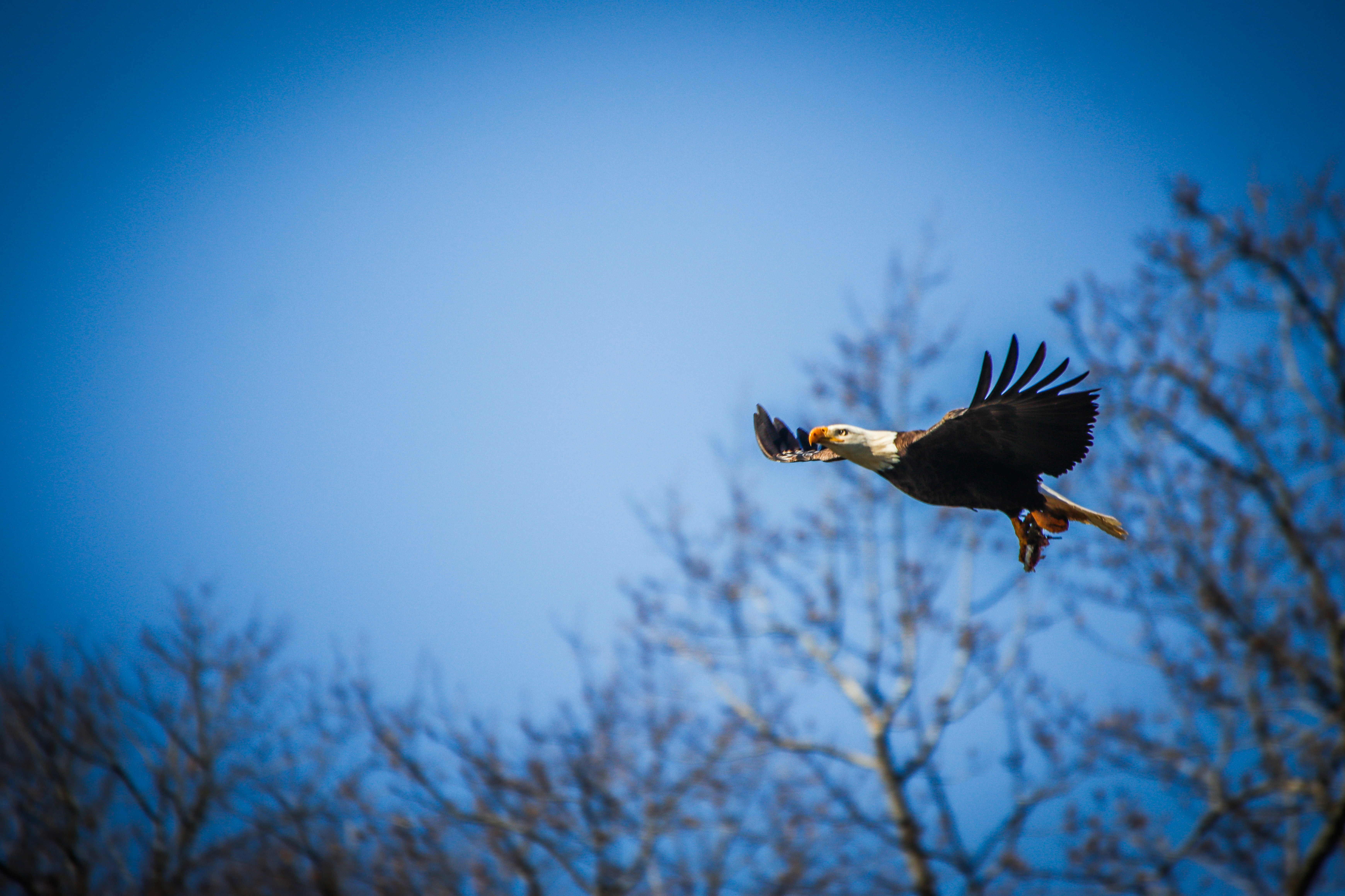 a large bird flying through a blue sky