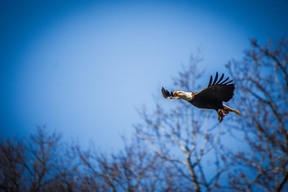 a large bird flying through a blue sky