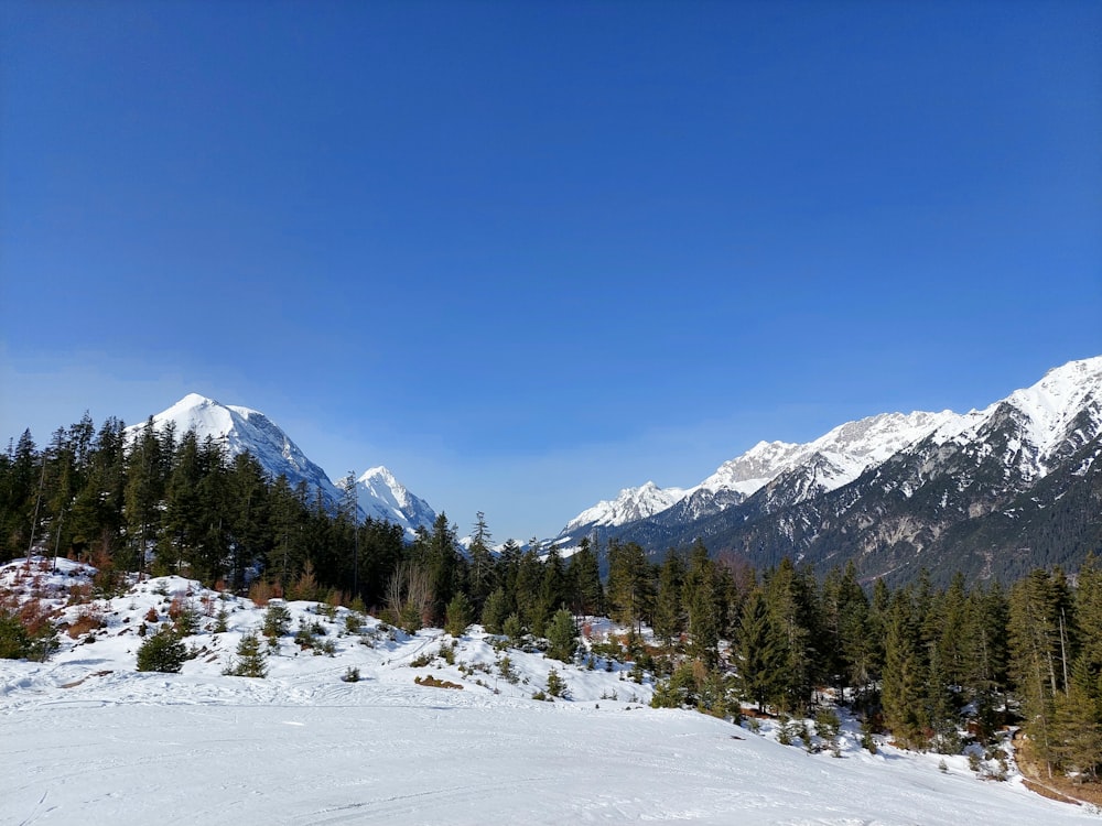a view of a snowy mountain with pine trees