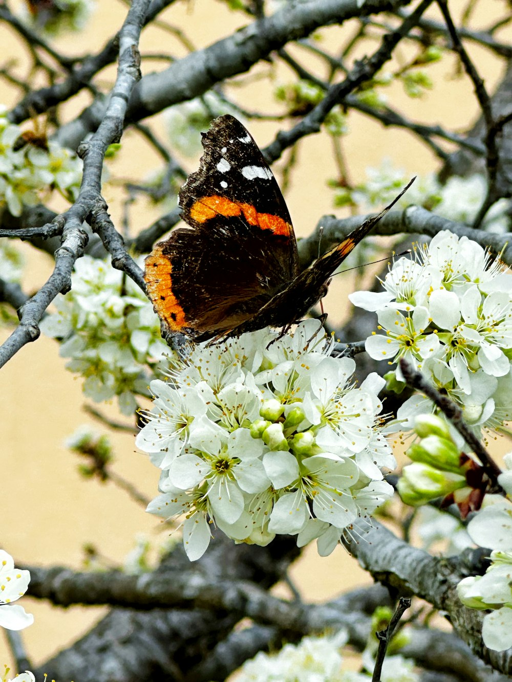 una mariposa sentada en la rama de un árbol