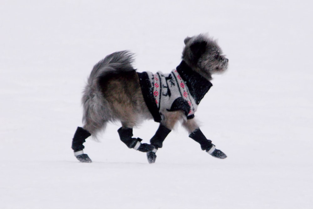 a dog in a sweater is running in the snow