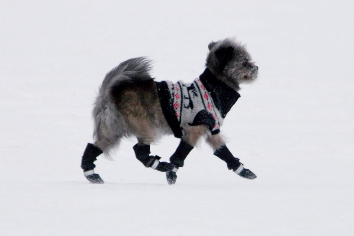 Dog in a sweater running on a snowy path where salt protection matters