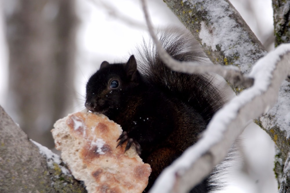 a squirrel eating a piece of bread in a tree