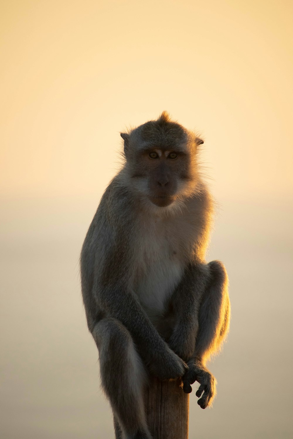 a monkey sitting on top of a wooden pole