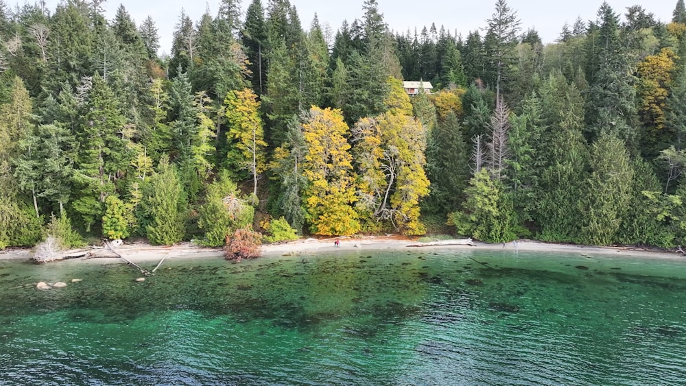 a body of water surrounded by trees