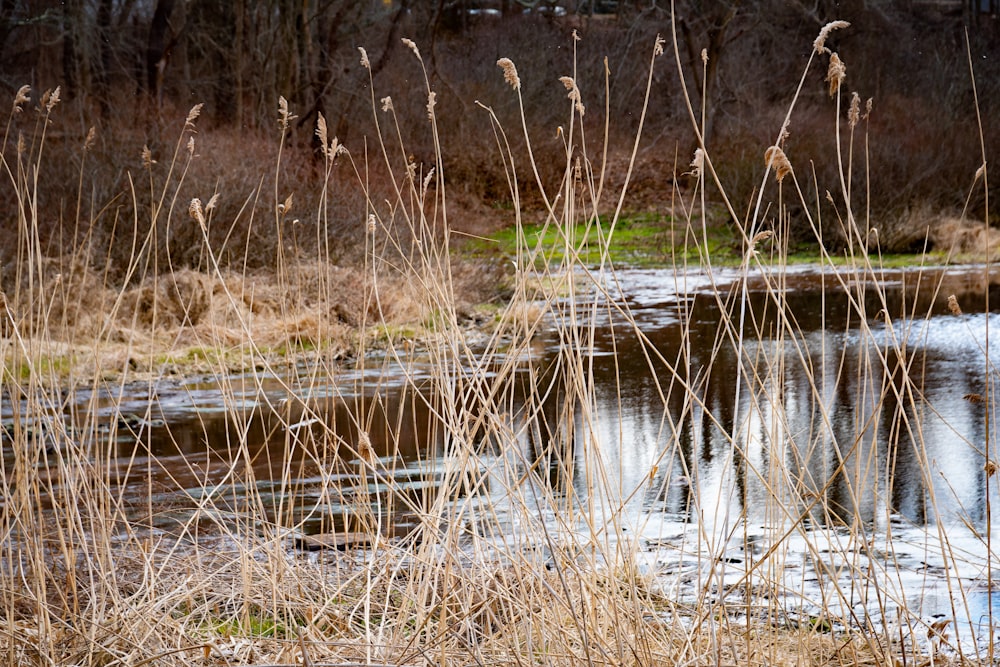 a small stream running through a dry grass covered field