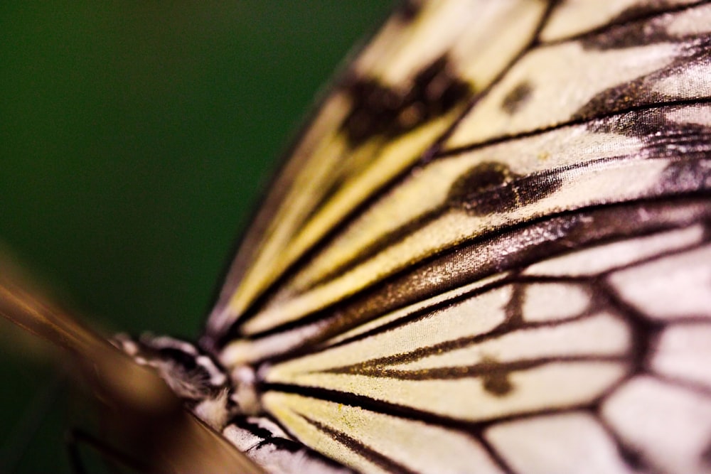 a close up of a butterfly's wing with a blurry background