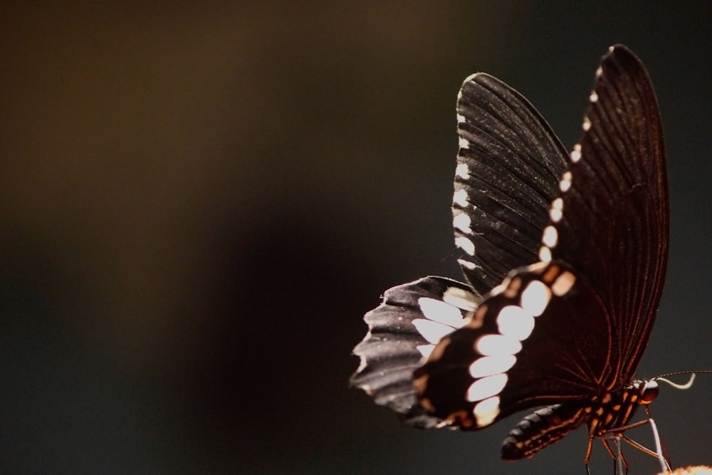 a close up of a butterfly on a flower