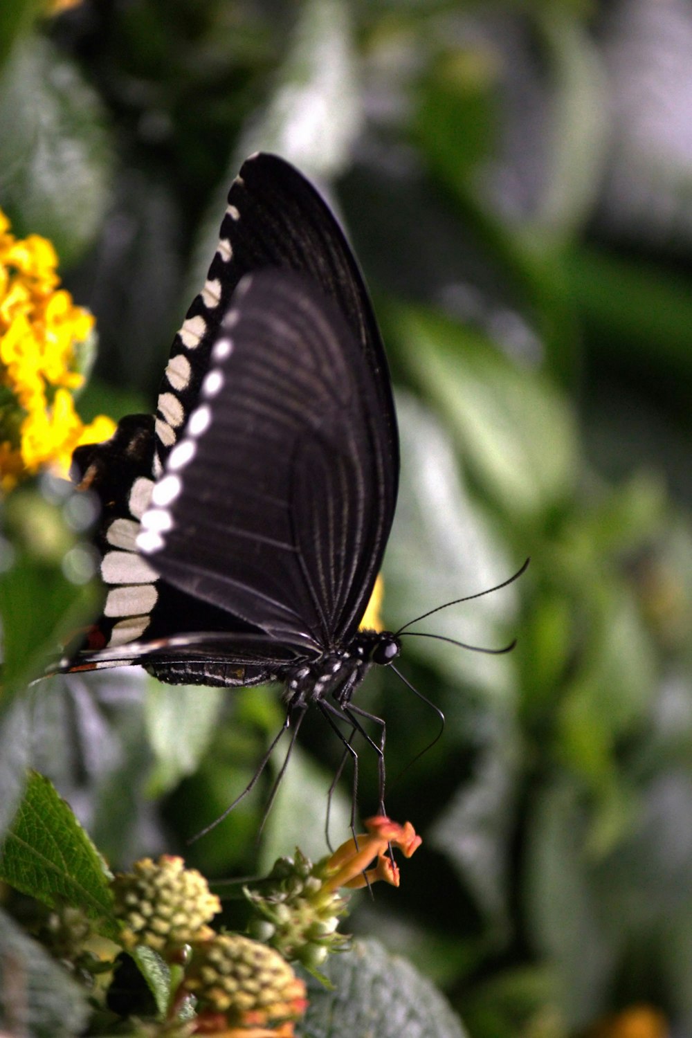 a black and white butterfly sitting on a yellow flower