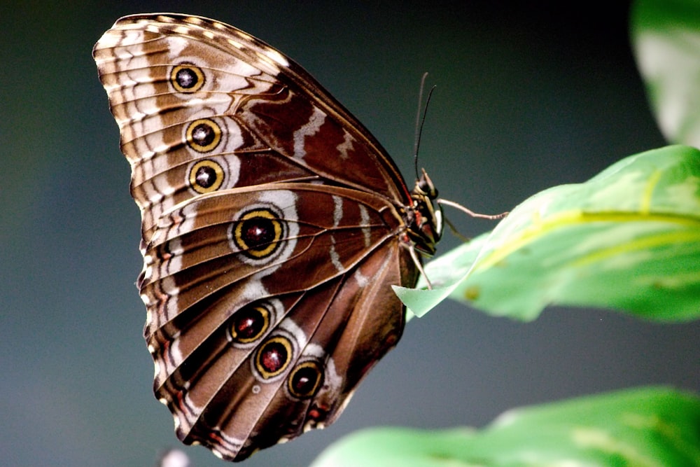 una mariposa marrón sentada encima de una hoja verde