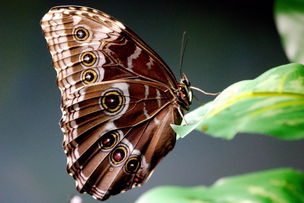 a brown butterfly sitting on top of a green leaf