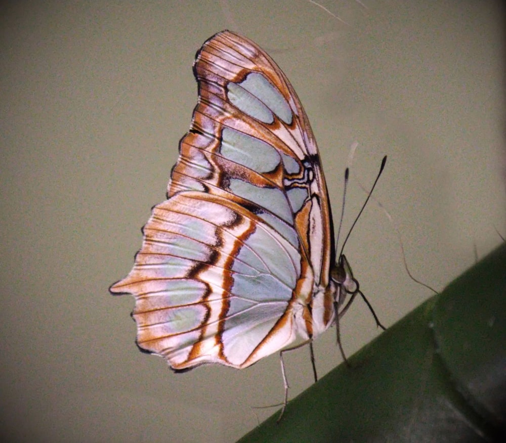 a close up of a butterfly on a plant