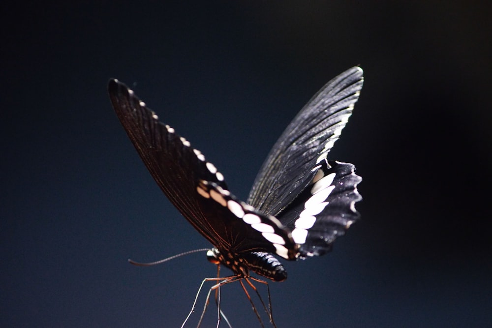 a black and white butterfly sitting on top of a flower