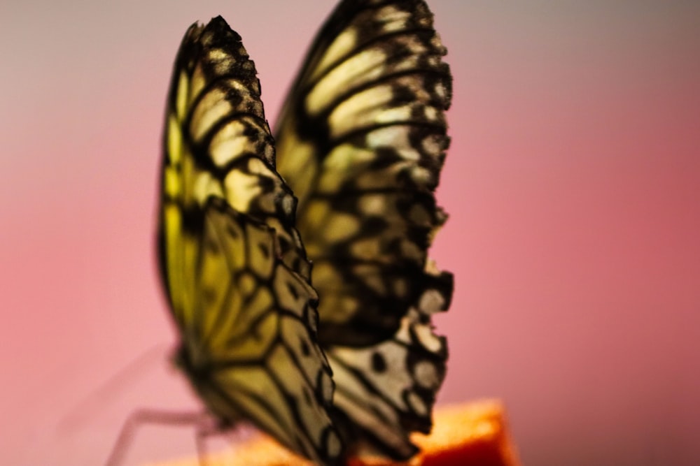 a close up of a butterfly on a piece of fruit