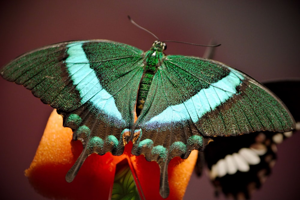 a green and blue butterfly sitting on a flower