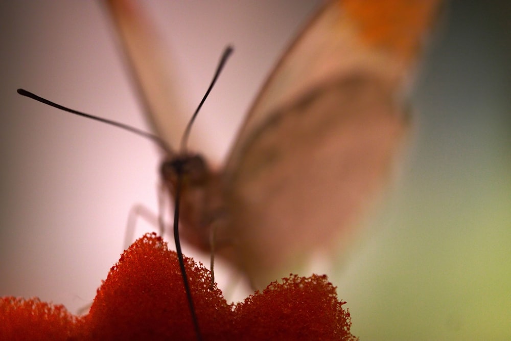 a close up of a butterfly on a flower