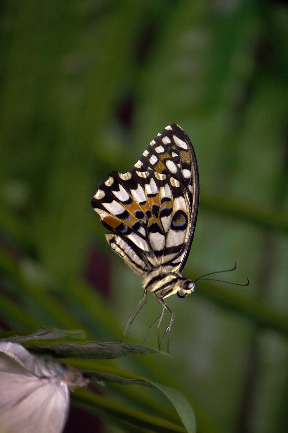 Un primer plano de una mariposa en una planta