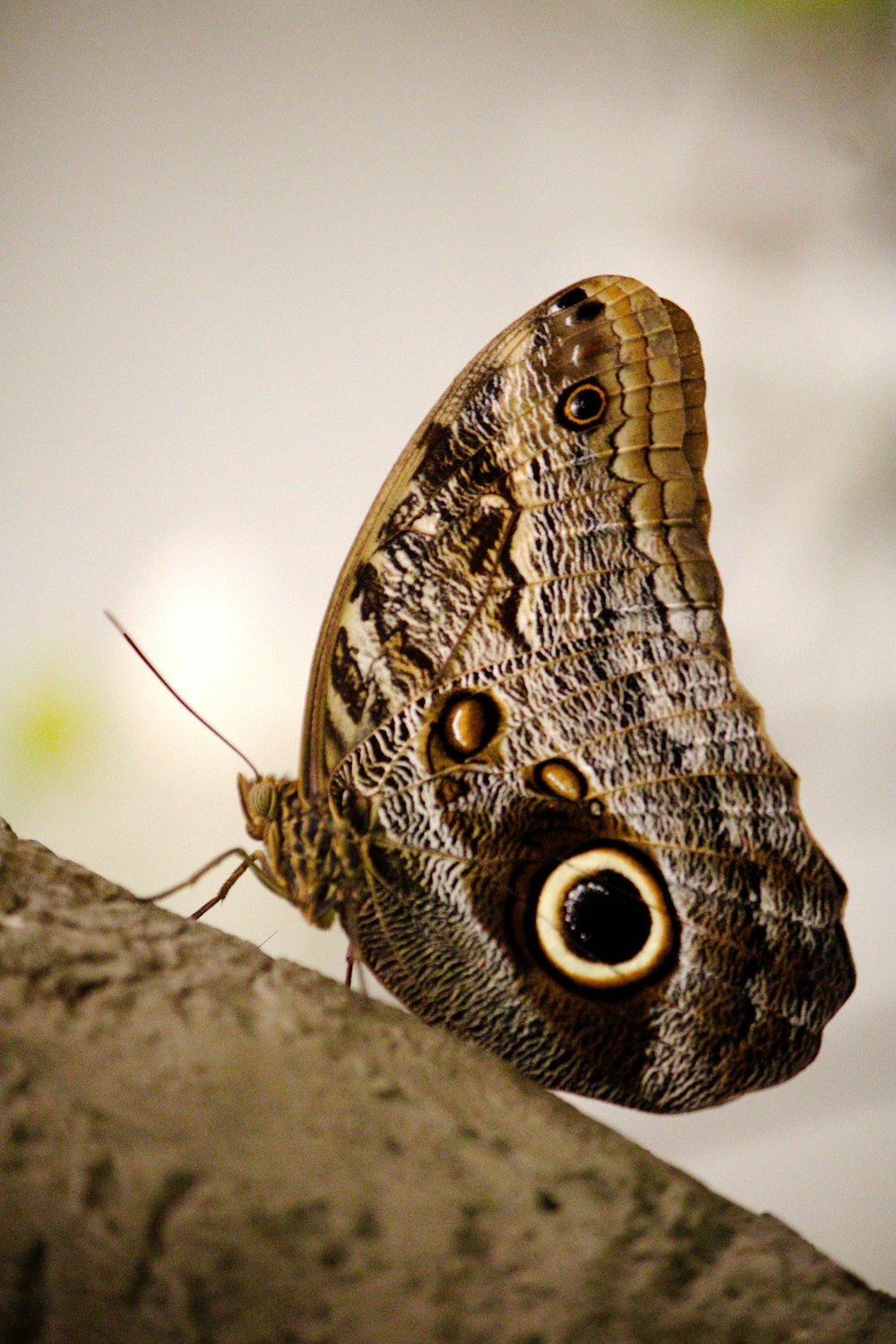 a close up of a butterfly on a branch