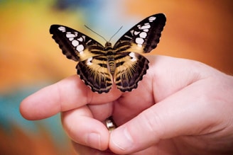 a person holding a butterfly in their hand