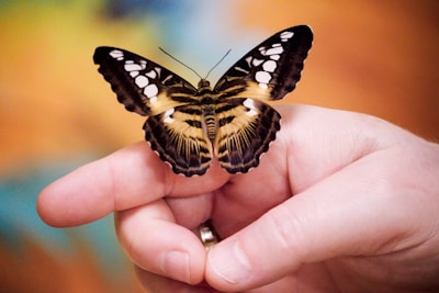 a person holding a butterfly in their hand