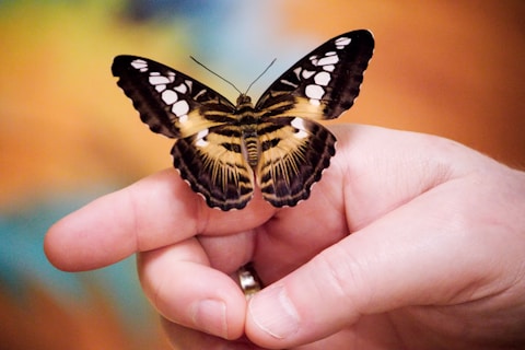 a person holding a butterfly in their hand