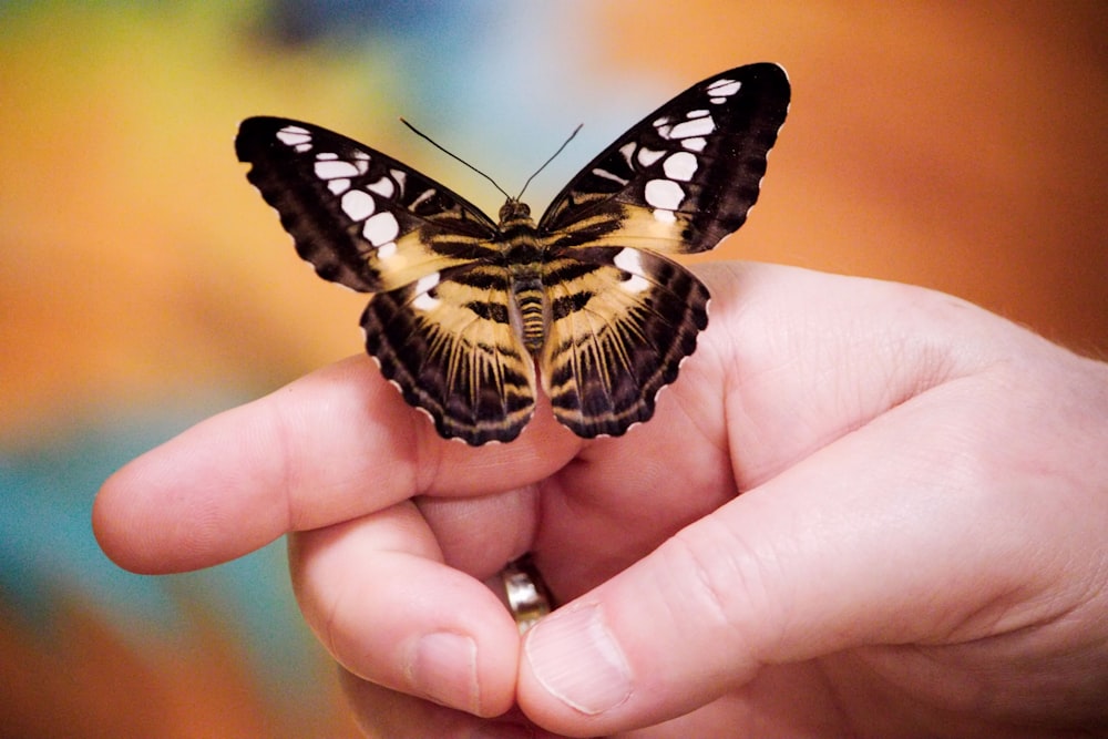 a person holding a butterfly in their hand