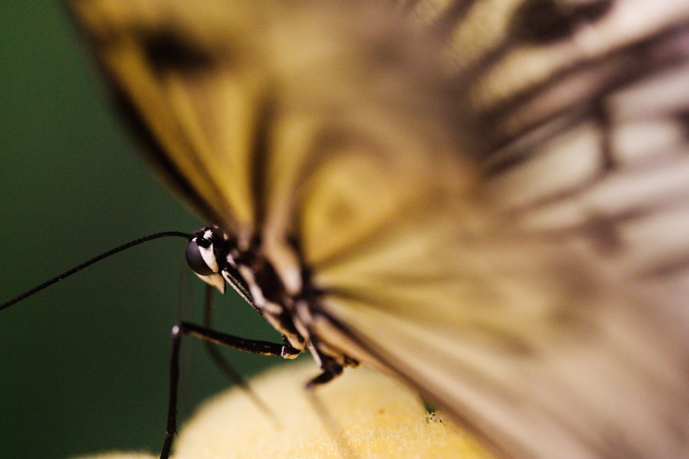 a close up of a butterfly on a banana