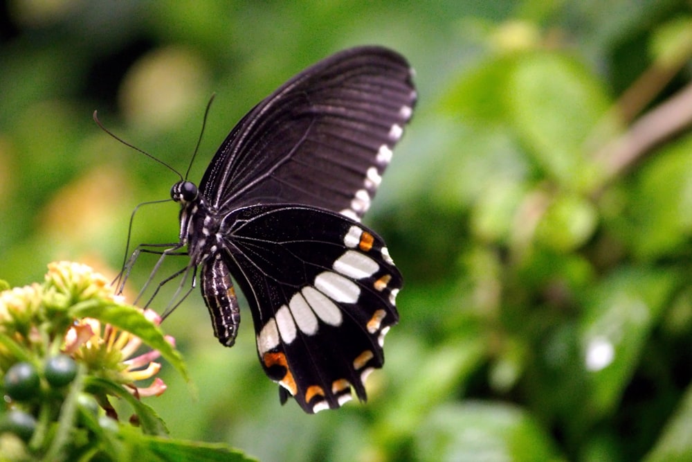 a black and white butterfly sitting on a flower