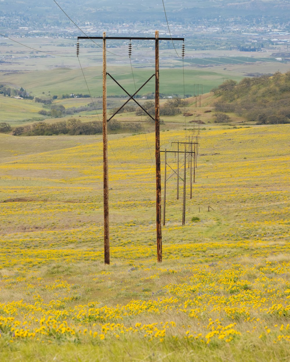 a field with yellow flowers and power lines