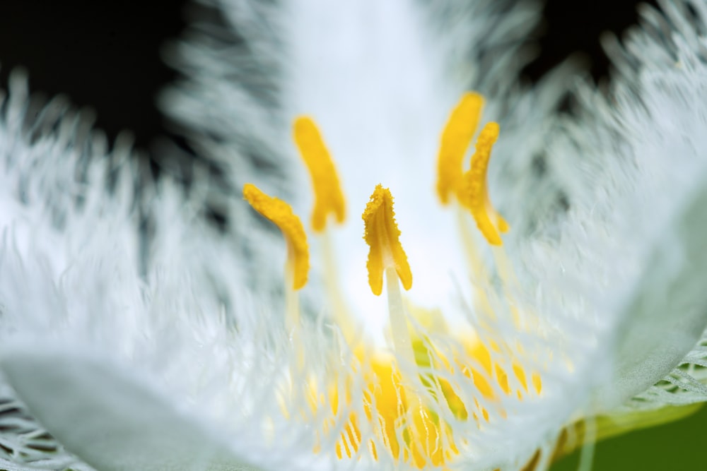 a close up of a white and yellow flower