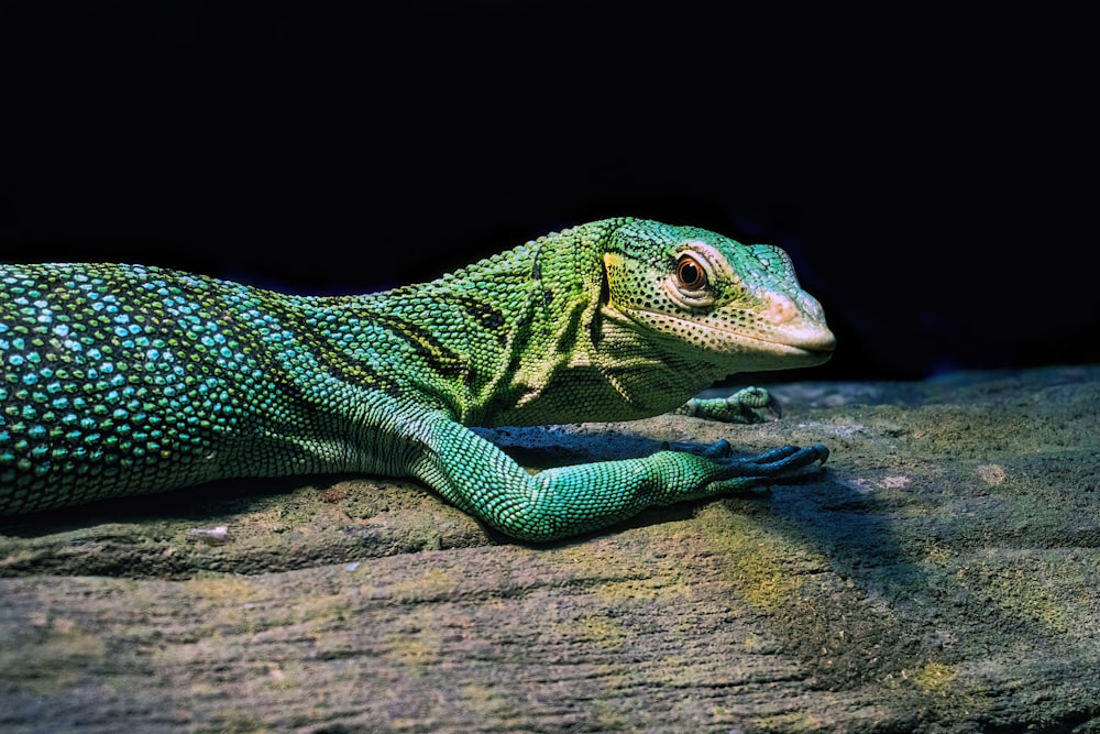um close up de um lagarto em uma rocha