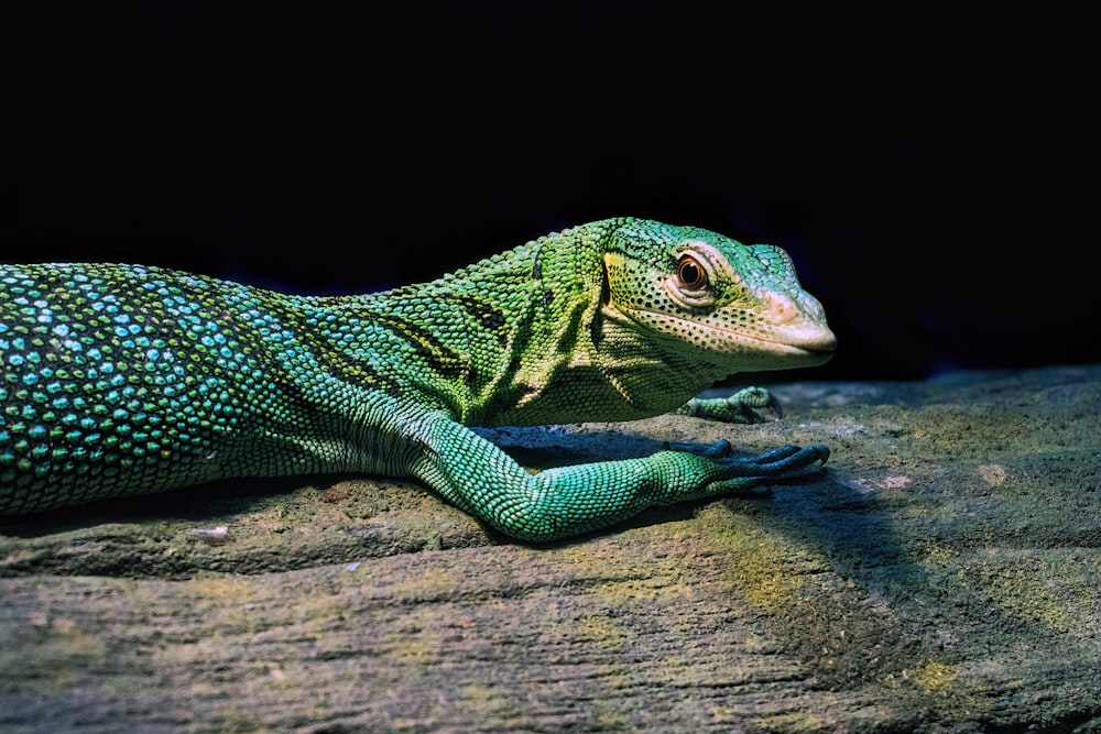 a close up of a lizard on a rock