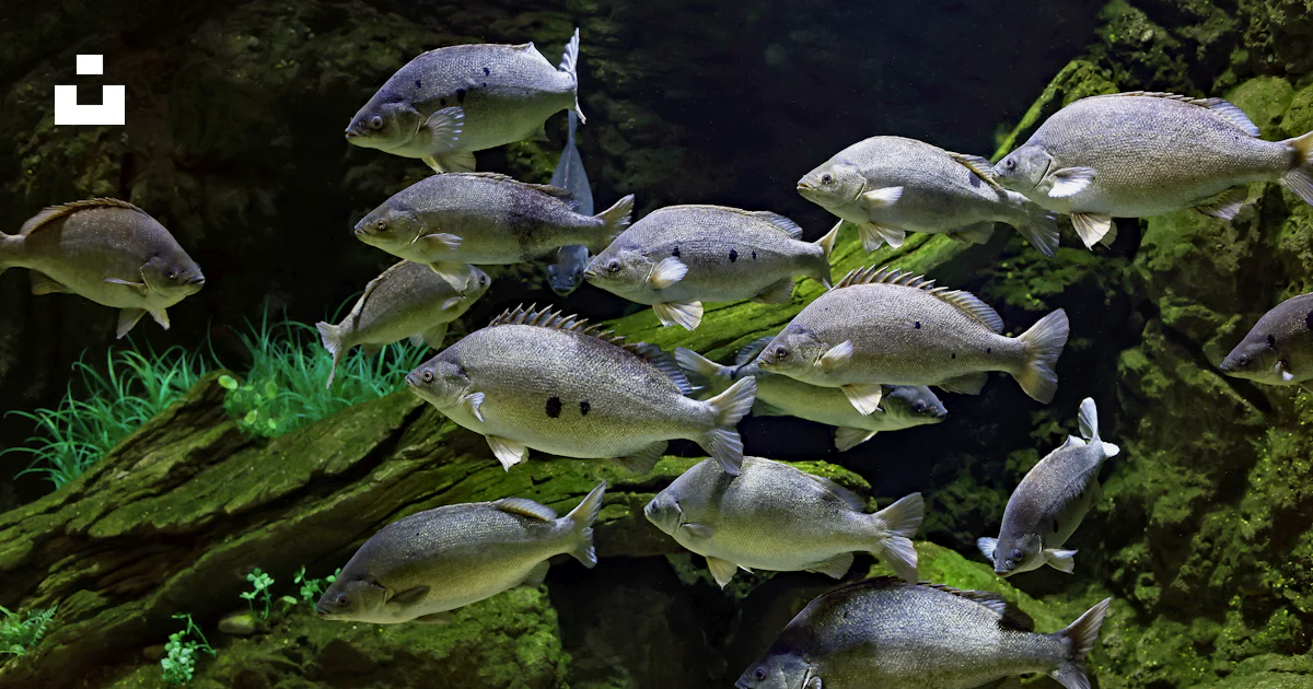 A large group of fish swimming in an aquarium photo – Free Cairns ...