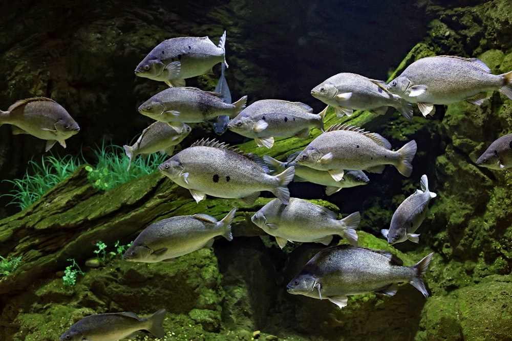 a large group of fish swimming in an aquarium