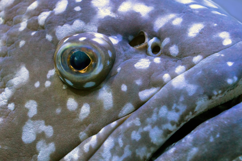 a close up of a fish's eye with spots on it