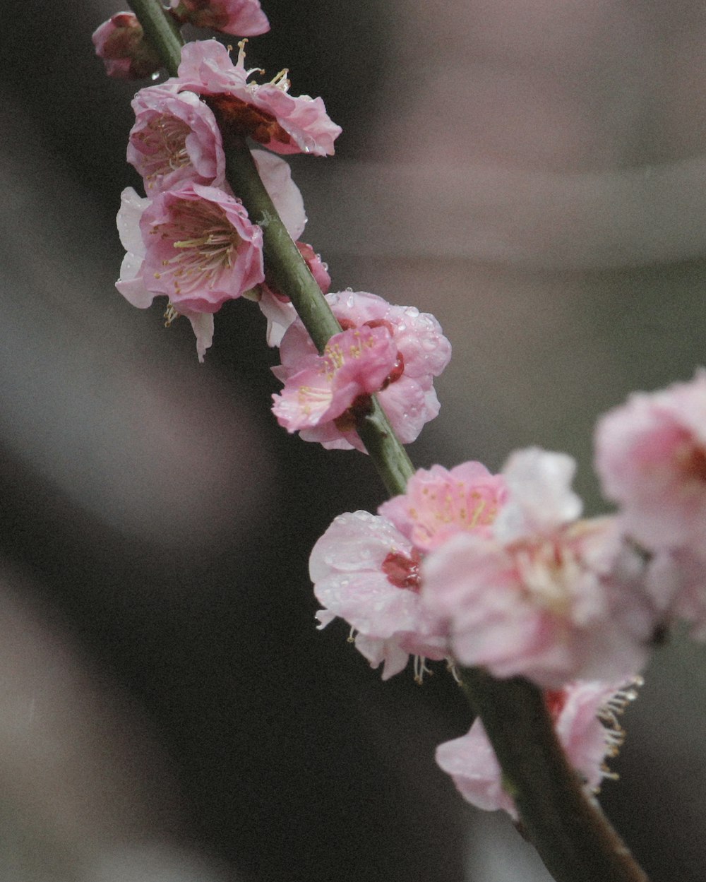 a close up of a branch with pink flowers