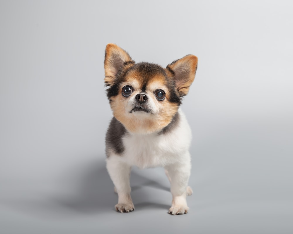 a small brown and white dog standing on a gray background