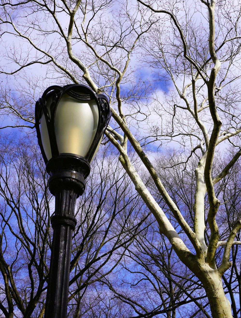a street light sitting next to a tree with no leaves